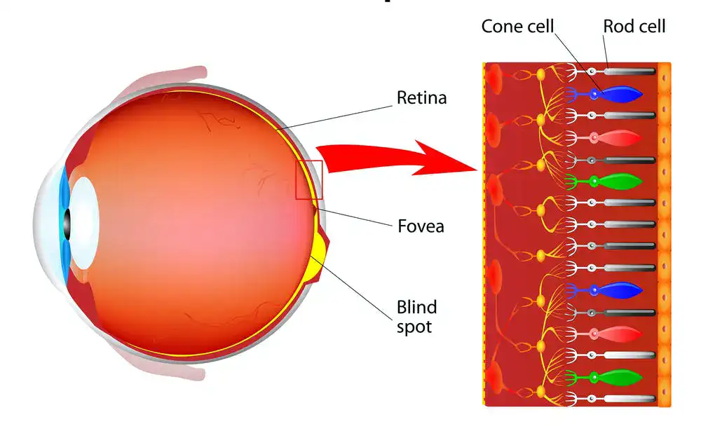 کور رنگی چیست و چه علائمی دارد؟